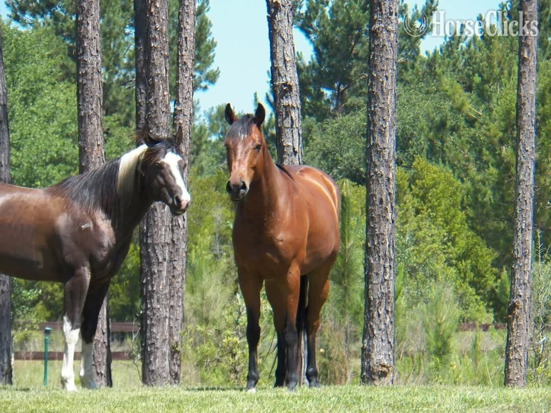 "SA Lock and Load" Black Stallion Paint backdrop