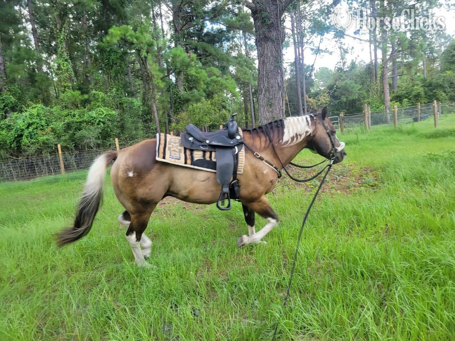 "SA Lock and Load" Black Stallion Paint backdrop
