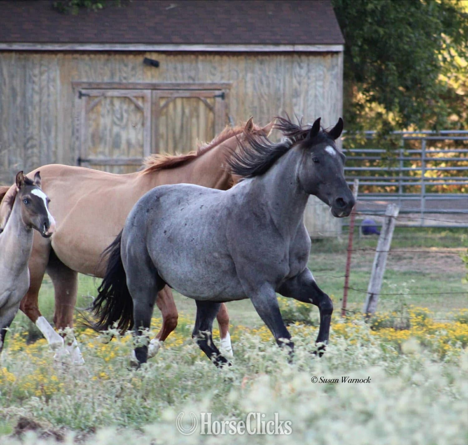 "Blue Smoke N Libby" Blue Roan Mare Paint backdrop