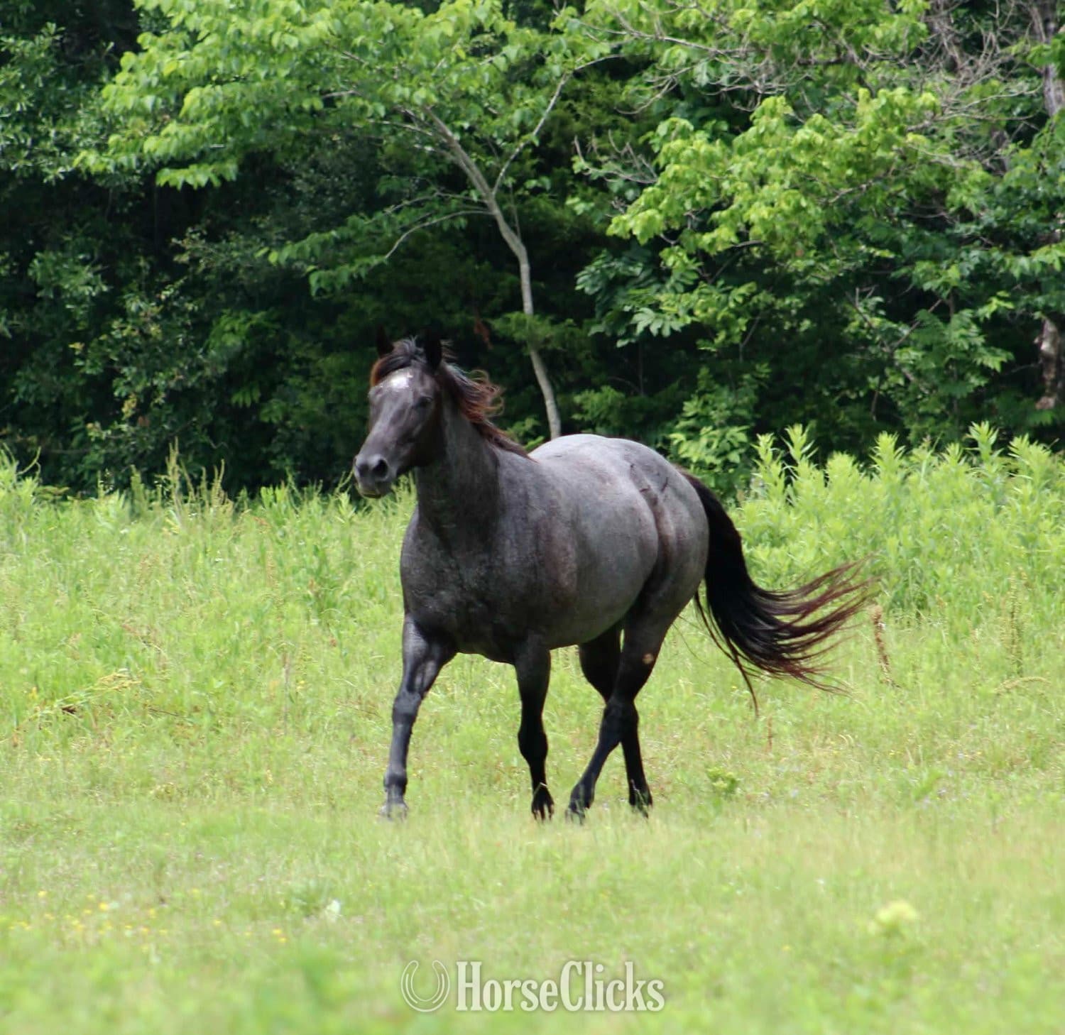 "Blue Smoke N Libby" Blue Roan Mare Paint backdrop