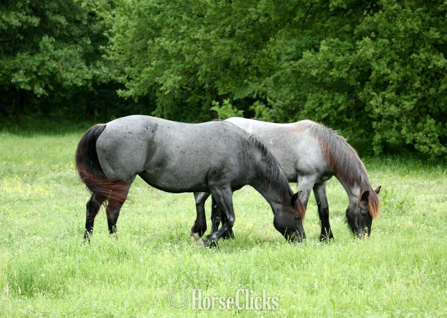 "Blue Smoke N Libby" Blue Roan Mare Paint backdrop