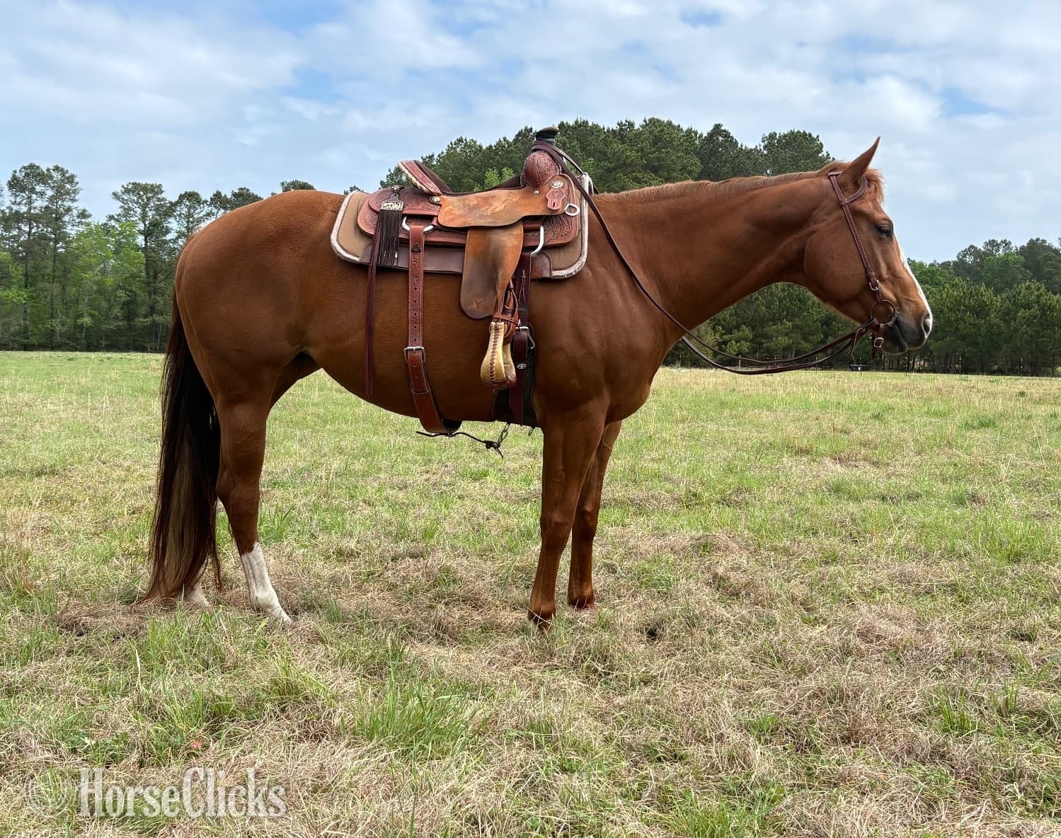 "Awesome Eva" Sorrel Mare Paint image