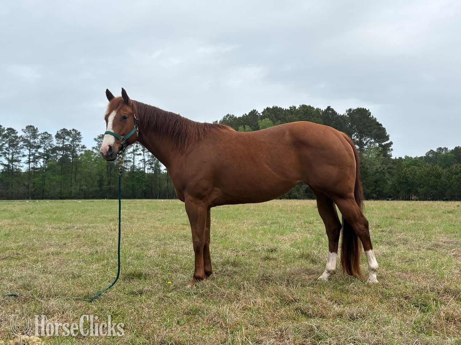 "Awesome Eva" Sorrel Mare Paint backdrop