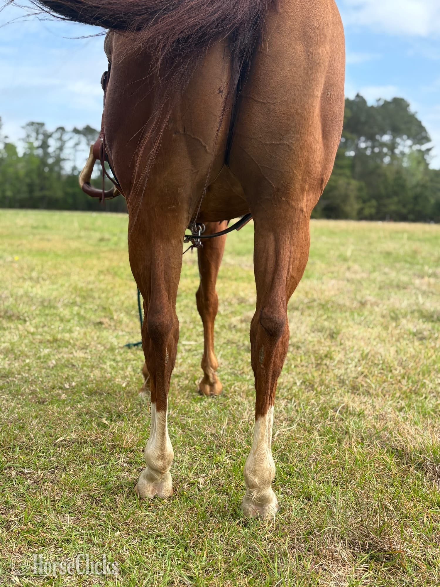 "Awesome Eva" Sorrel Mare Paint backdrop