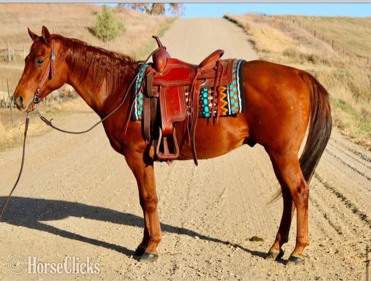 "TJ" Sorrel Gelding Paint image