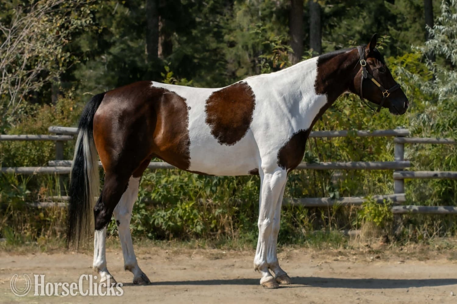"Wild About Peppe "  Mare Paint image