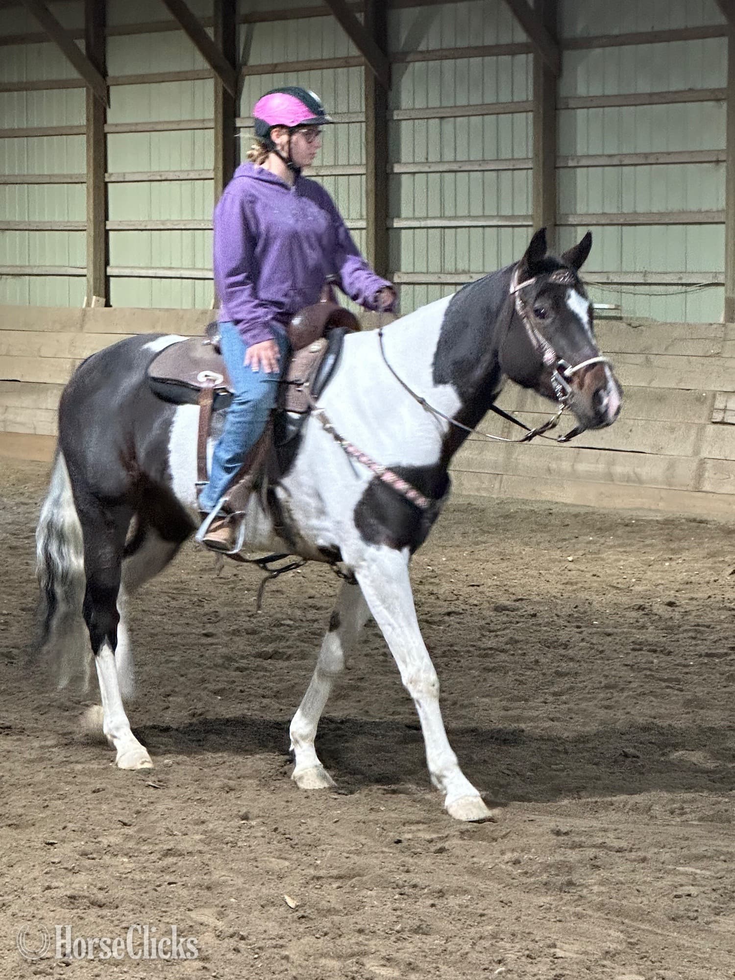 "Wild About Peppe "  Mare Paint backdrop