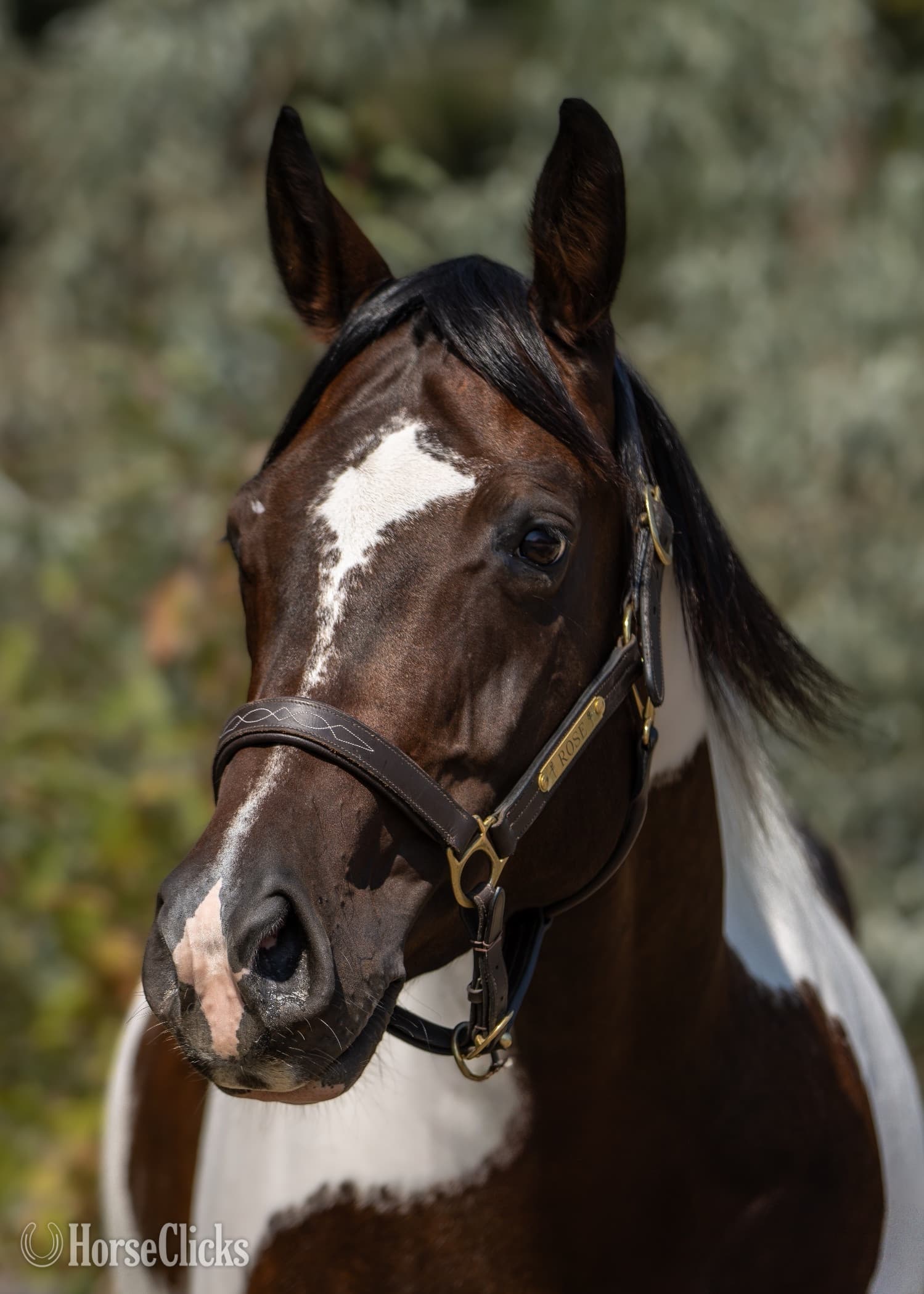 "Wild About Peppe "  Mare Paint backdrop
