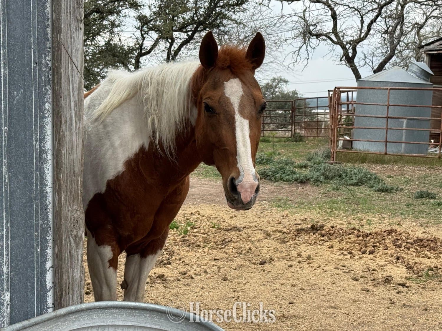 "Fancy" Tabiano Mare Paint image