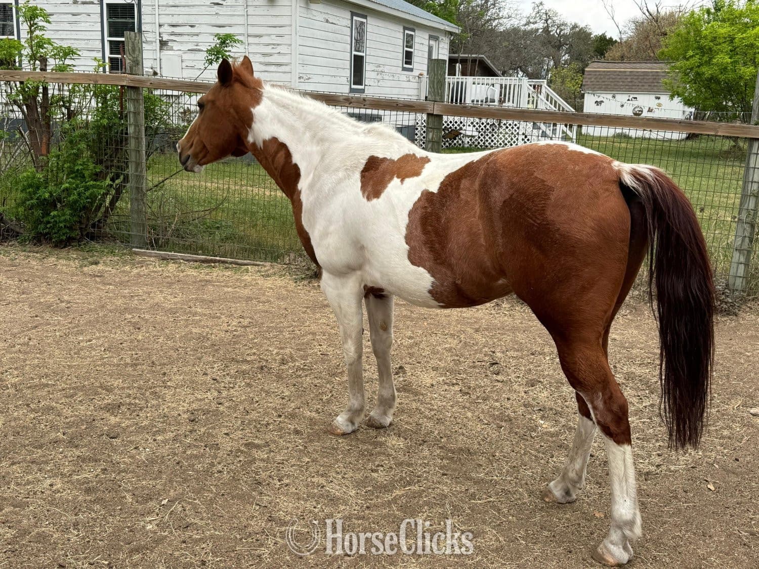 "Fancy" Tabiano Mare Paint backdrop