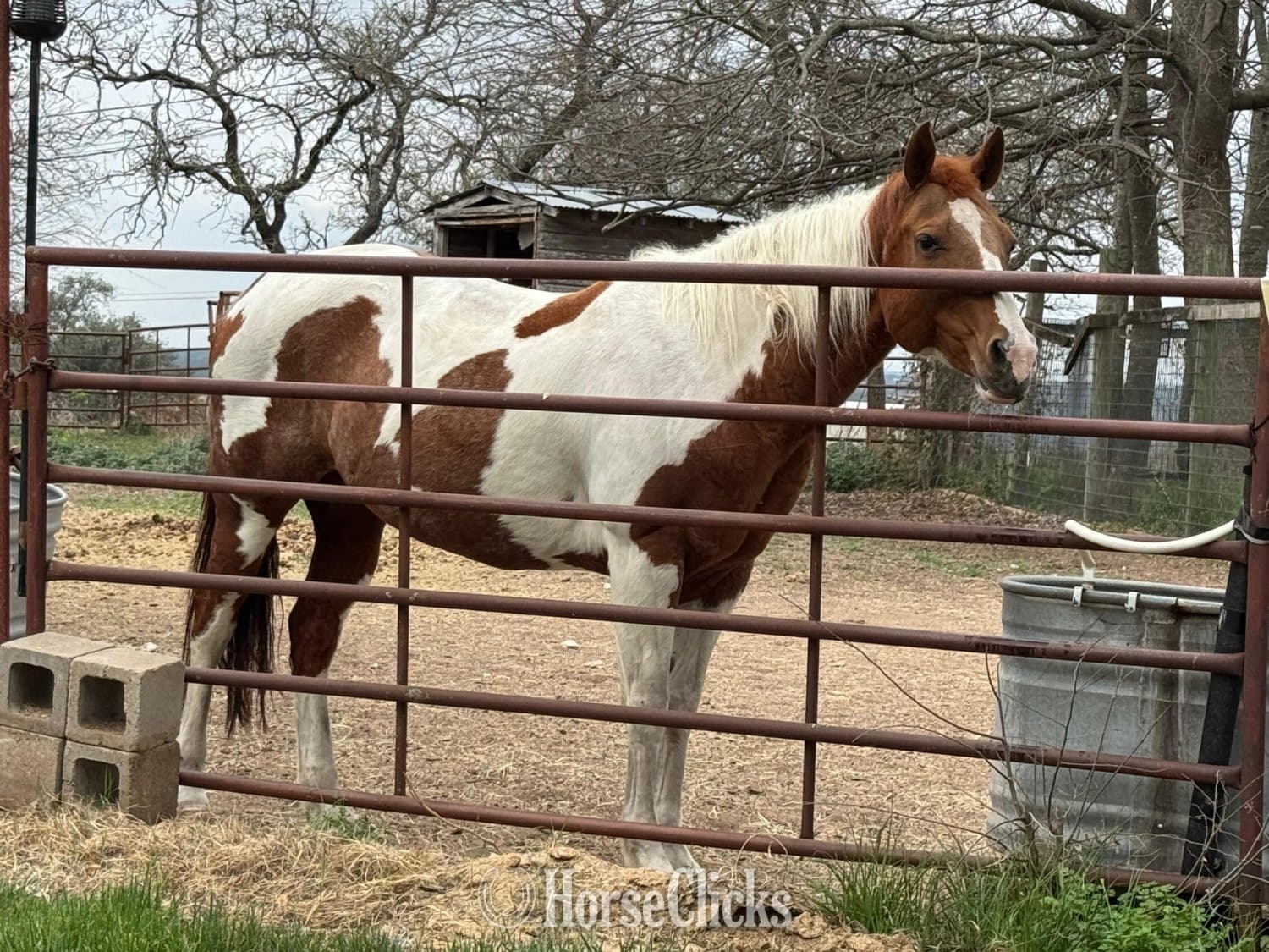 "Fancy" Tabiano Mare Paint backdrop
