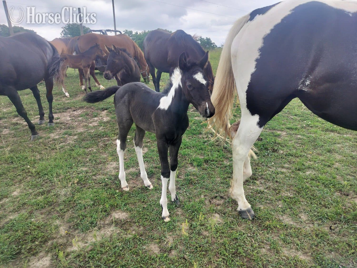 "LD Blues Smokin Hot" Blue Roan Filly Paint backdrop