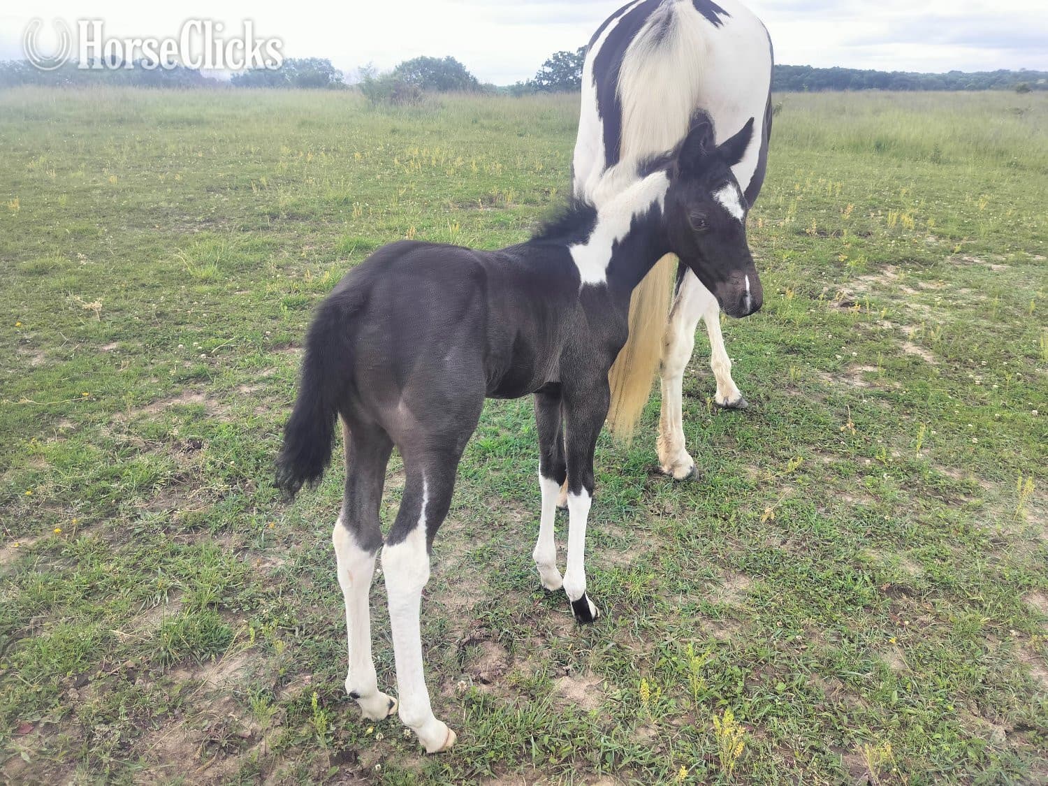 "LD Blues Smokin Hot" Blue Roan Filly Paint backdrop