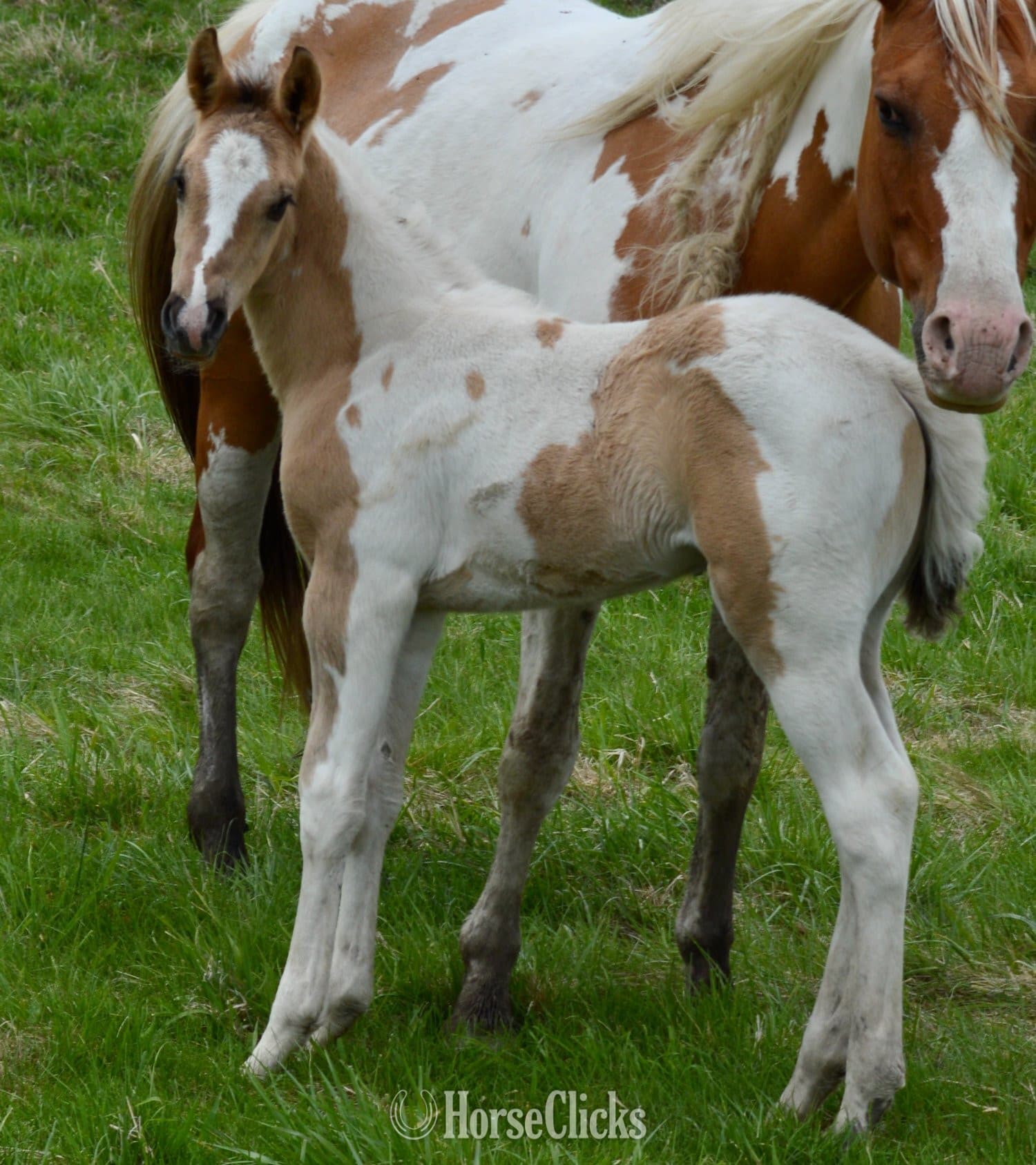 "Hollywood - Pymts OK" Grullo Colt Paint image