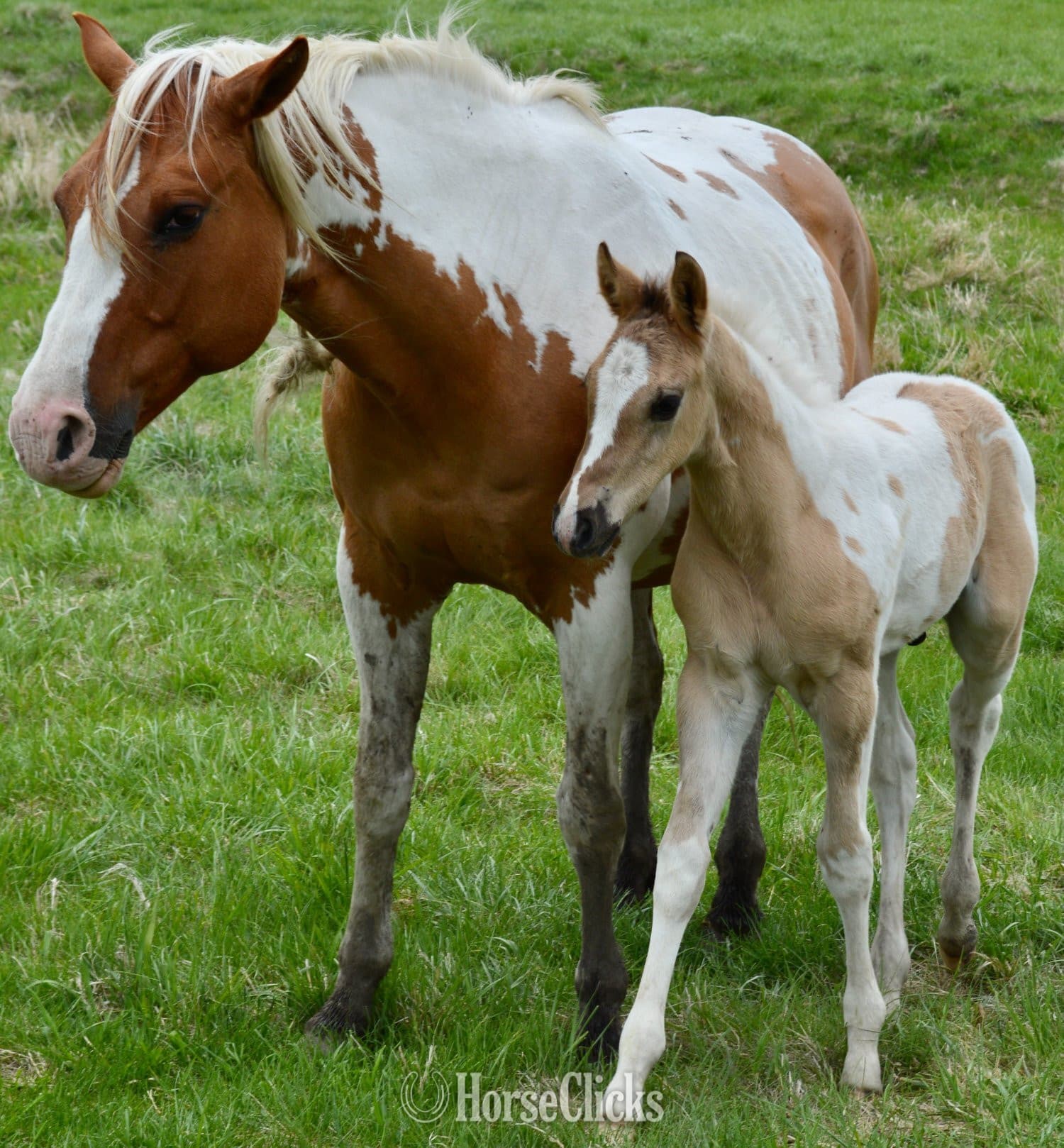 "Hollywood - Pymts OK" Grullo Colt Paint backdrop