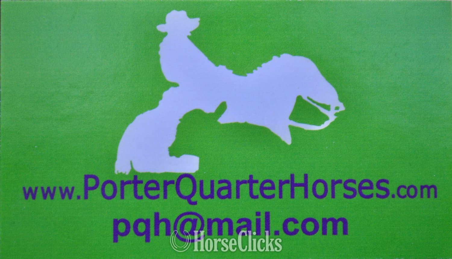 "Hollywood - Pymts OK" Grullo Colt Paint backdrop