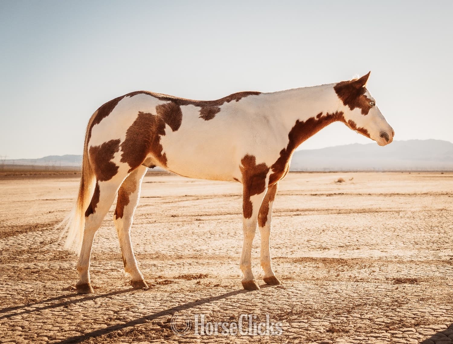 "Intensive" Overo Gelding Paint backdrop
