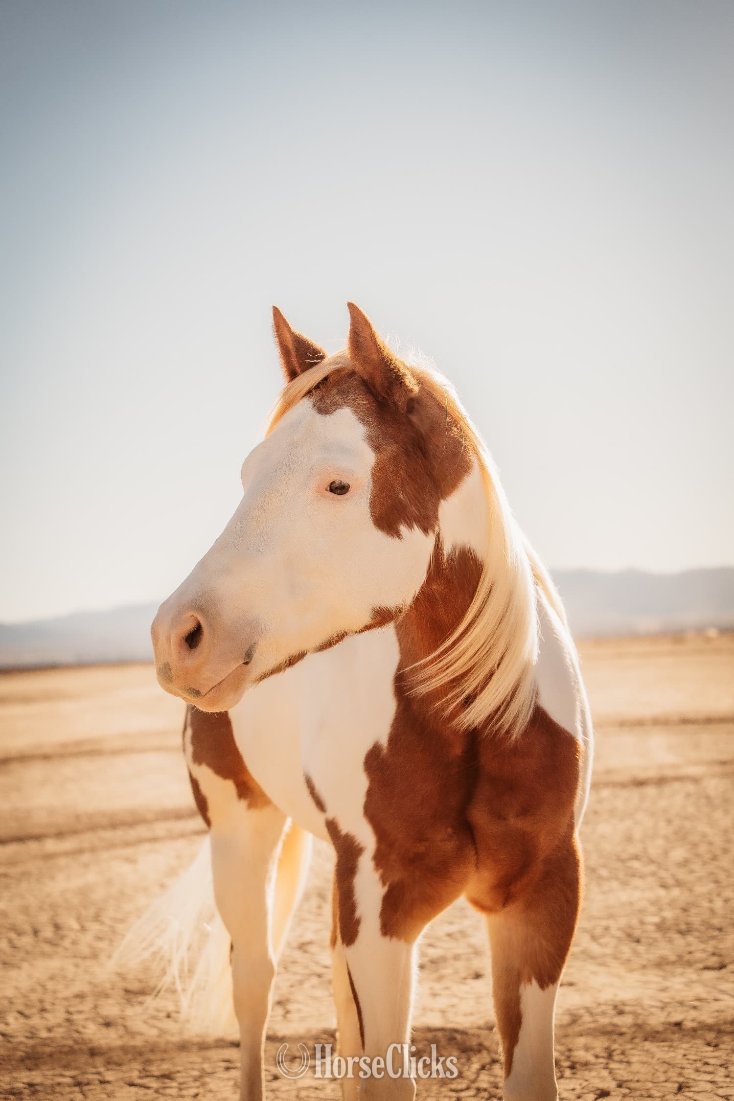 "Intensive" Overo Gelding Paint backdrop