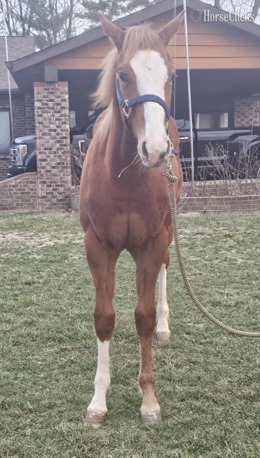 "Kool GQ Kid" Sorrel Gelding Paint backdrop