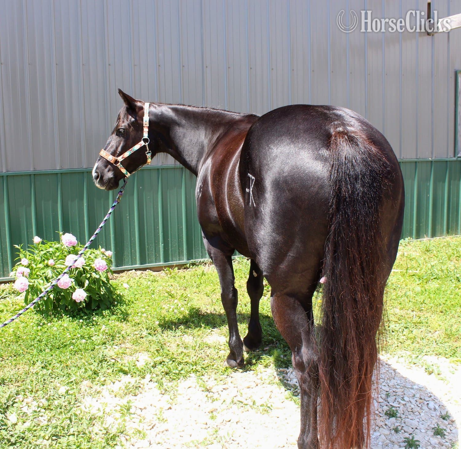 "Tulsa " Black Mare Paint image