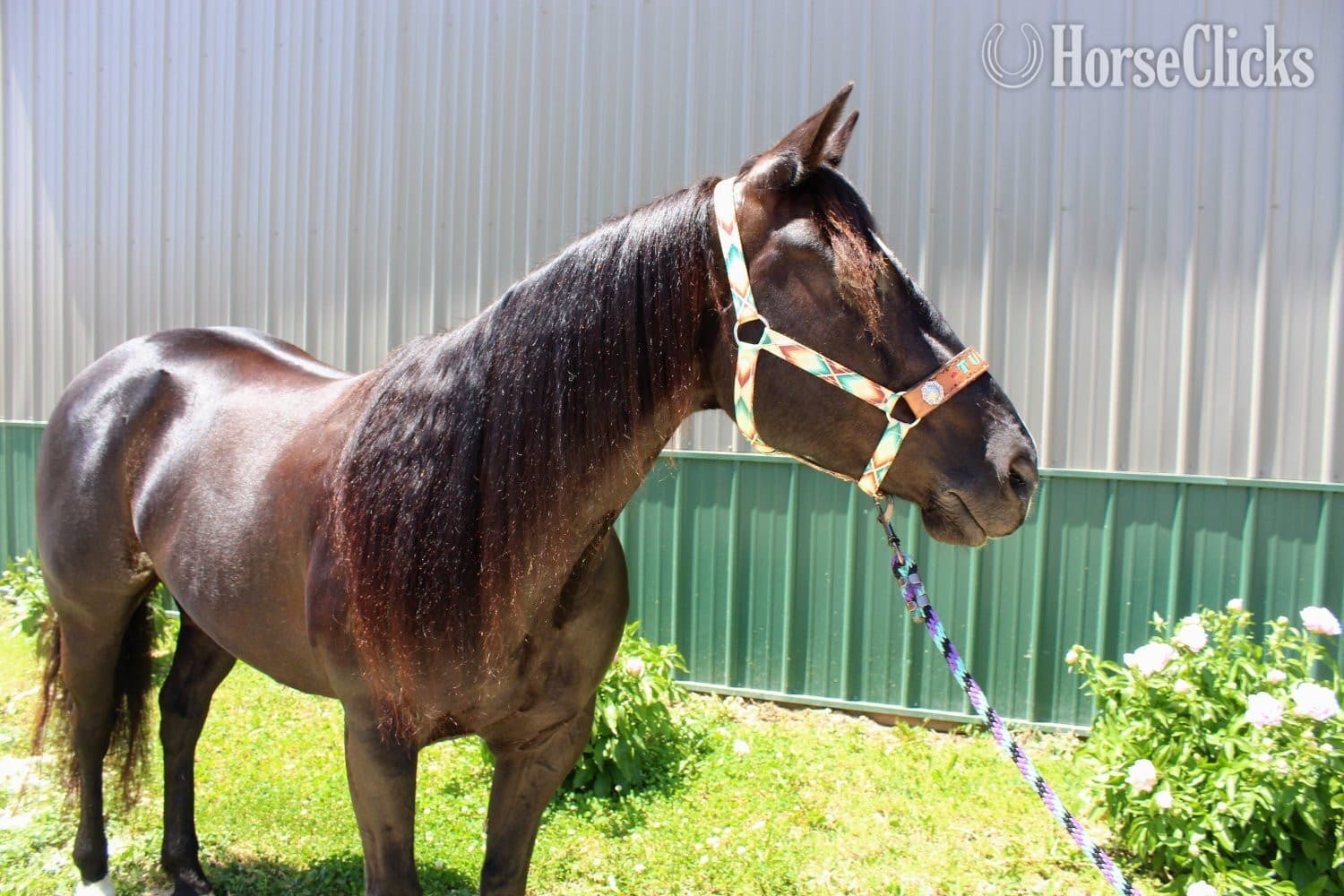 "Tulsa " Black Mare Paint backdrop