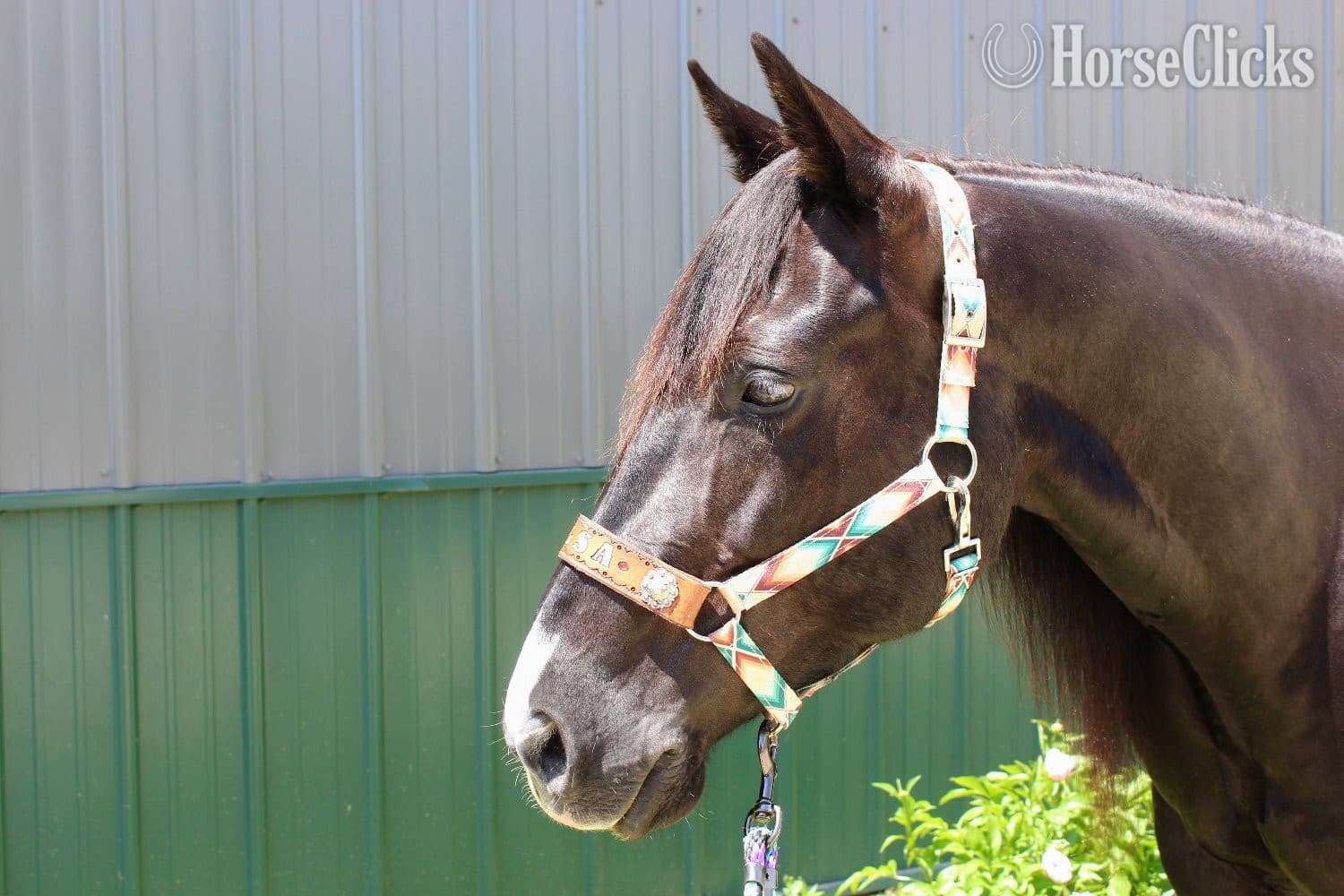 "Tulsa " Black Mare Paint backdrop