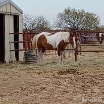 Dun 14.3hh Paint Stallion image Dun 14.3hh Paint Stallion image