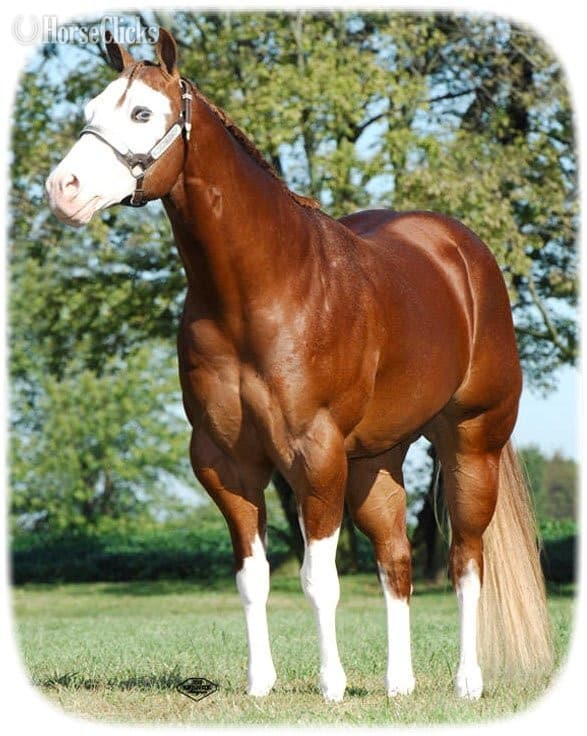 Overo 15.3hh Paint Stallion image Overo 15.3hh Paint Stallion image