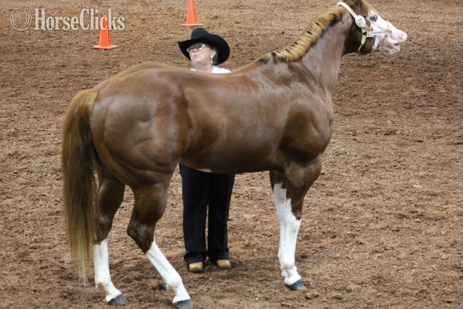 Overo 15.3hh Paint Stallion Overo 15.3hh Paint Stallion backdrop